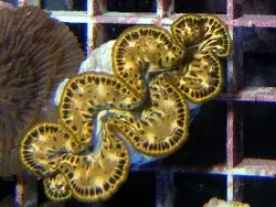 صدف ماکسیما طلایی - فروشگاه اینترنتی ایران کورال