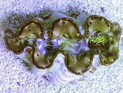 صدف ماکسیما طلایی - فروشگاه اینترنتی ایران کورال