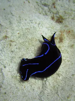 خرگوش دریایی بلو ولوت - فروشگاه اینترنتی ایران کورال