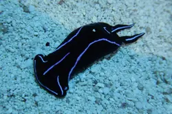 خرگوش دریایی بلو ولوت - فروشگاه اینترنتی ایران کورال