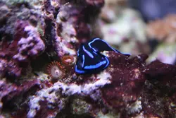 خرگوش دریایی بلو ولوت - فروشگاه اینترنتی ایران کورال