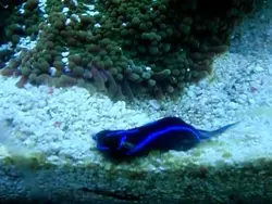 خرگوش دریایی بلو ولوت - فروشگاه اینترنتی ایران کورال