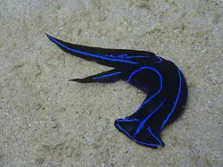 خرگوش دریایی بلو ولوت - فروشگاه اینترنتی ایران کورال