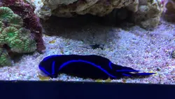 خرگوش دریایی بلو ولوت - فروشگاه اینترنتی ایران کورال