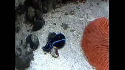 خرگوش دریایی بلو ولوت - فروشگاه اینترنتی ایران کورال