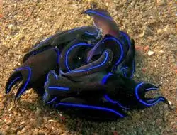 خرگوش دریایی بلو ولوت - فروشگاه اینترنتی ایران کورال