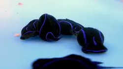 خرگوش دریایی بلو ولوت - فروشگاه اینترنتی ایران کورال