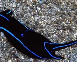 خرگوش دریایی بلو ولوت - فروشگاه اینترنتی ایران کورال