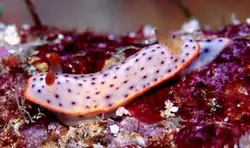 خرگوش دریایی خال مشکی - فروشگاه اینترنتی ایران کورال