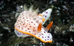 خرگوش دریایی خال مشکی - فروشگاه اینترنتی ایران کورال