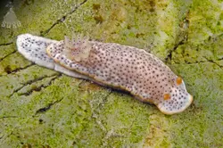 خرگوش دریایی خال مشکی - فروشگاه اینترنتی ایران کورال