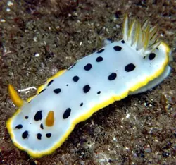 خرگوش دریایی خال مشکی - فروشگاه اینترنتی ایران کورال