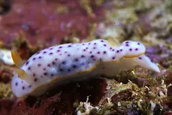 خرگوش دریایی خال مشکی - فروشگاه اینترنتی ایران کورال