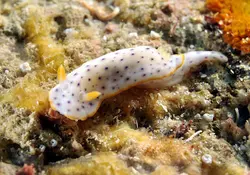 خرگوش دریایی خال مشکی - فروشگاه اینترنتی ایران کورال