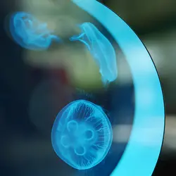 عروس دریایی ماه - فروشگاه اینترنتی ایران کورال