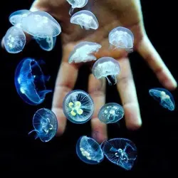 عروس دریایی ماه - فروشگاه اینترنتی ایران کورال