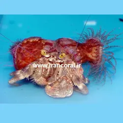 مشخصات و قیمت خرچنگ هرمیت شقایق دار- 0 تا 100 خرچنگ هرمیت شقایق دار