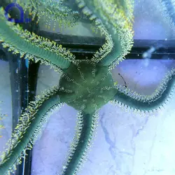 ستاره دریایی شکننده سبز - فروشگاه اینترنتی ایران کورال