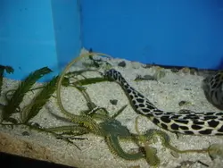 ستاره دریایی شکننده سبز - فروشگاه اینترنتی ایران کورال