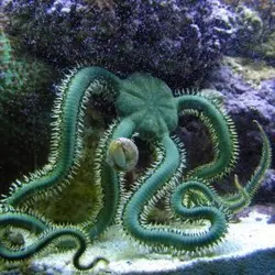 ستاره دریایی شکننده سبز - فروشگاه اینترنتی ایران کورال