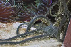 ستاره دریایی شکننده سبز - فروشگاه اینترنتی ایران کورال