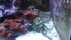 ستاره دریایی شکننده سبز - فروشگاه اینترنتی ایران کورال