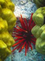 توتیای مدادی قرمز - فروشگاه اینترنتی ایران کورال