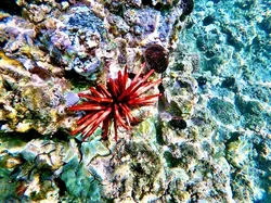 توتیای مدادی قرمز - فروشگاه اینترنتی ایران کورال