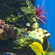 توتیای مدادی قرمز - فروشگاه اینترنتی ایران کورال