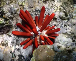 توتیای مدادی قرمز - فروشگاه اینترنتی ایران کورال