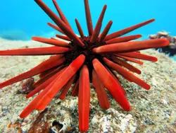 توتیای مدادی قرمز - فروشگاه اینترنتی ایران کورال