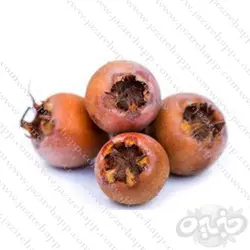 ازگیل کندس ظرفی حدود 1100 الی 1300 گرم