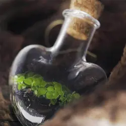 دستبند تراریوم  مهر