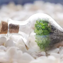 گردنبند تراریوم  باران