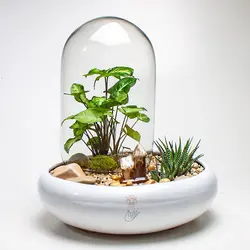 تراریوم سینگونیوم و هاورتیا