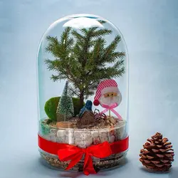 تراریوم طرح کریسمس (کاج نوئل)