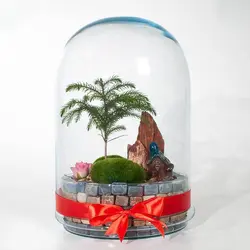 تراریوم کاج مینیاتور آروکاریا