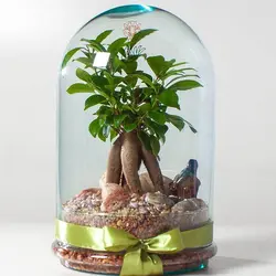 تراریوم بونسای جینسینگ بسته