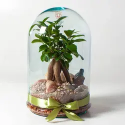 تراریوم بونسای جینسینگ بسته