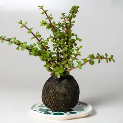 کوکداما کراسولا خرفه ای سیاه