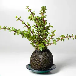 کوکداما کراسولا خرفه ای سیاه