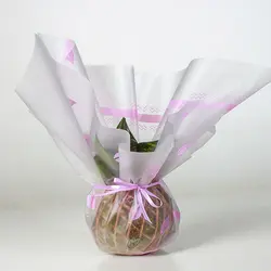 کوکداما کراسولا خرفه ای سیاه