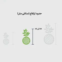 کوکداما کراسولا خرفه ای سیاه