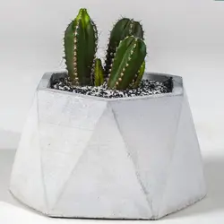 کاکتوس پاکی سرئوس مارگیناتوس