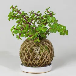 کوکداما کراسولا خرفه ای