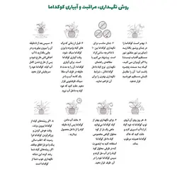 کوکداما کراسولا خرفه ای