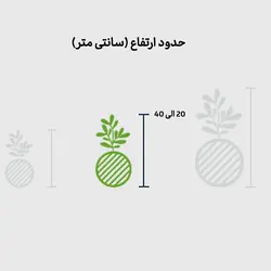 کوکداما کراسولا خرفه ای