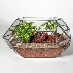 تراریوم گیاهان باغ عدن