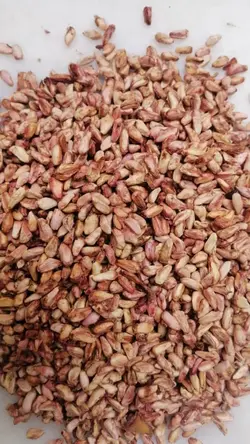 هسته انار مخصوص روغن گیری