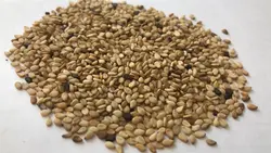 کنجد پاکستانی